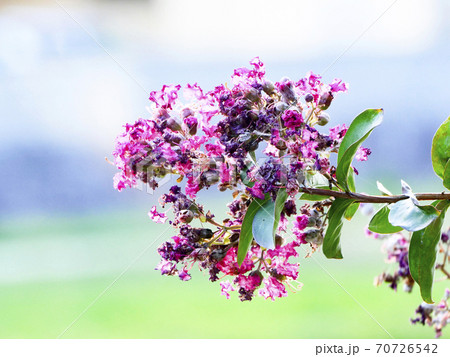 自然、植物、花、写真　名残のサルスベリの花 70726542