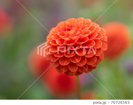 ダリア バーミリオン Dahlia	 70726565