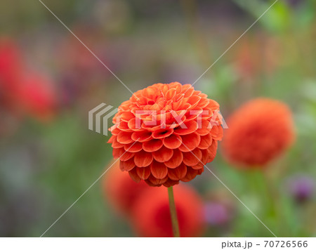 ダリア バーミリオン Dahlia	 70726566