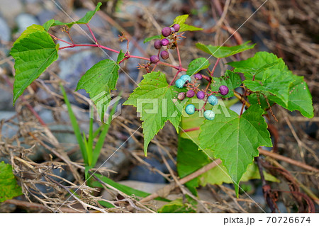 カラフルな野ブドウ 70726674
