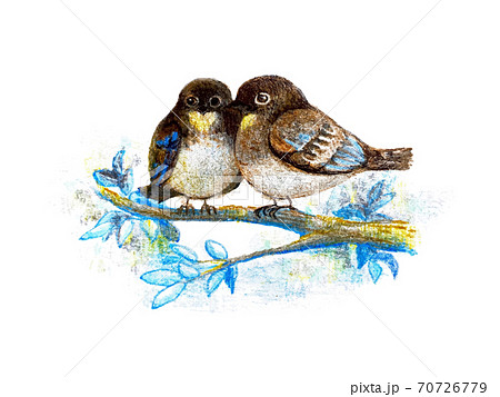 手描きのおおるりの雛の色鉛筆イラストのイラスト素材