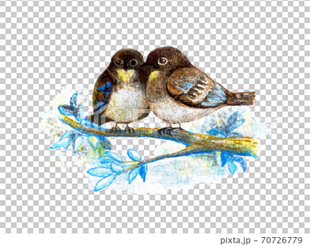手描きのおおるりの雛の色鉛筆イラスト 手描きのおおるりの雛の色鉛筆イラスト 70726779