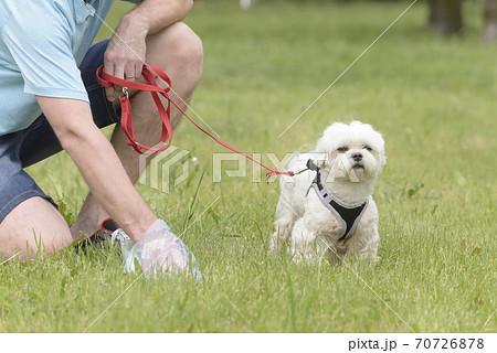 Picking up dog poop 70726878