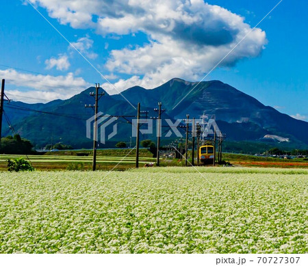 そば畑に向かって走る三岐鉄道の電車 70727307