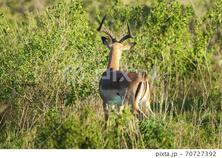 Impala , South Africa.Kruger National Park Impala , South Africa.Kruger National Park 70727392