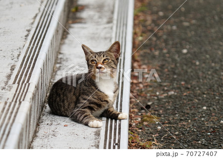 頭上を飛ぶ蜂の行方を凝視するオスの野良猫 頭上を飛ぶ蜂の行方を凝視するオスの野良猫 70727407