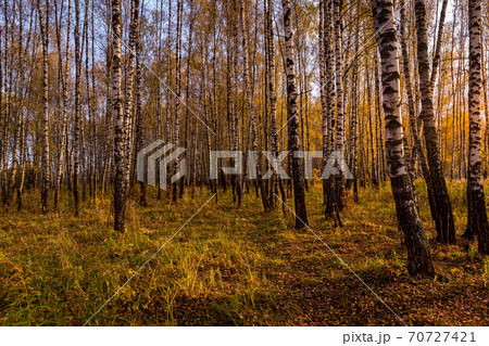 Sunset in an autumn birch grove with yellow leaves and sunrays cutting through the trees on a sunny evening during the fall. Sunset in an autumn birch grove with yellow leaves and sunrays cutting through the trees on a sunny evening during the fall. 70727421