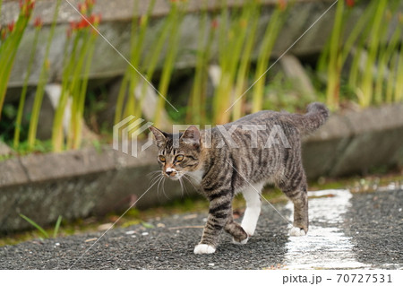 曼珠沙華の開花状況をチェックしている若いキジトラ野良猫のオス 曼珠沙華の開花状況をチェックしている若いキジトラ野良猫のオス 70727531