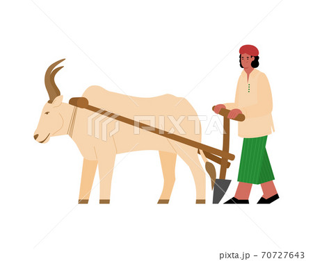 Vector illustration with indian farmer plowing field and harnessed buffalo 70727643