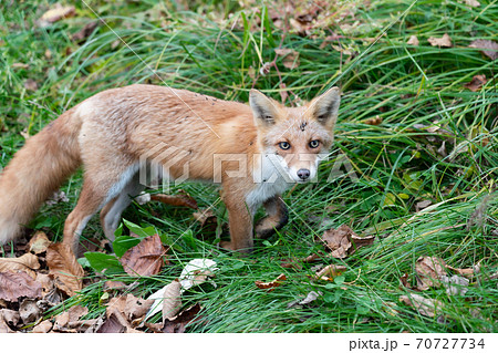 秋のキタキツネ in 北海道ニセコ アップ 秋のキタキツネ in 北海道ニセコ アップ 70727734