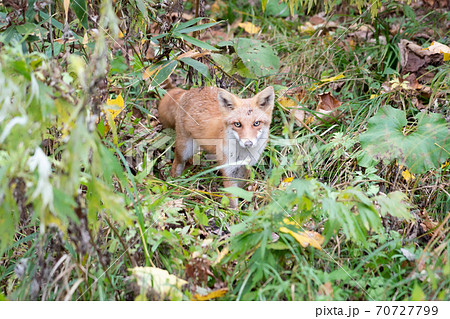 秋のキタキツネ in 北海道ニセコ　直視 70727799