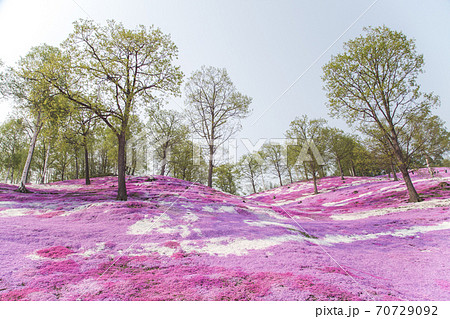 一面の芝桜景色 一面の芝桜景色 70729092