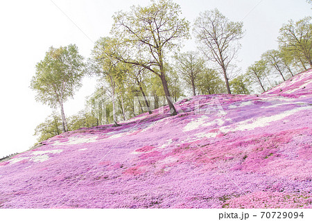 一面の芝桜景色 一面の芝桜景色 70729094