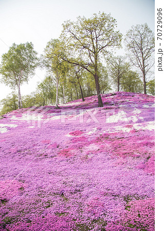 一面の芝桜景色 70729096