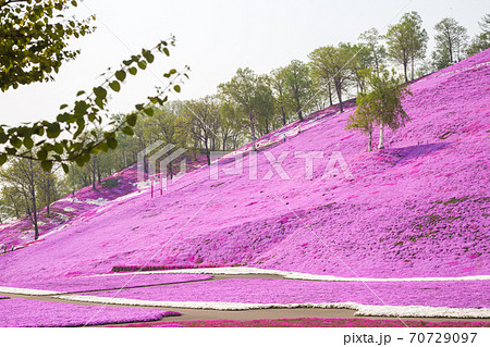 一面の芝桜景色 70729097