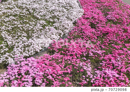 一面の芝桜景色 一面の芝桜景色 70729098
