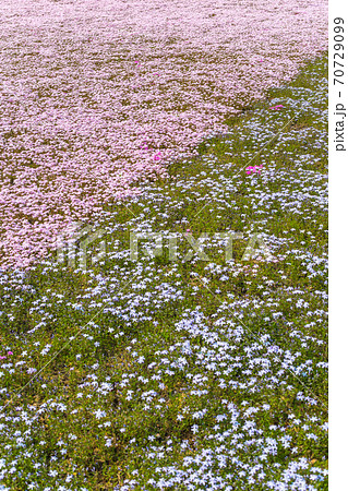 一面の芝桜景色 一面の芝桜景色 70729099