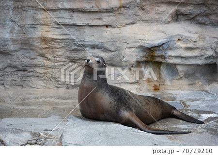 カリフォルニアアシカ 70729210