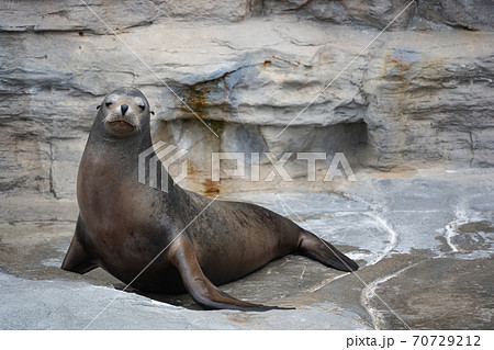 カリフォルニアアシカ 70729212