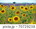 ひまわり畑とラベンダー畑がある南仏の景色 70729238