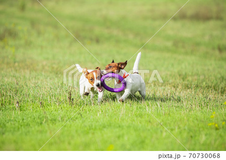 Sportive dog performing during the lure coursing in competition 70730068