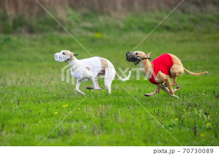 Sportive dog performing during the lure coursing in competition Sportive dog performing during the lure coursing in competition 70730089
