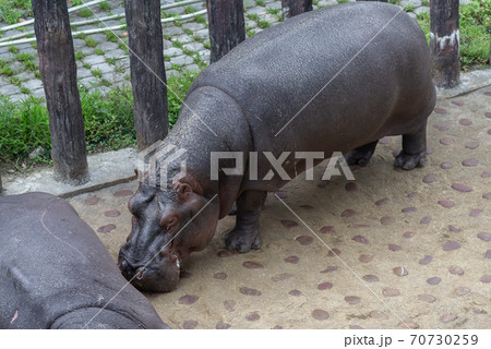 動物 動物学 野生動物 70730259
