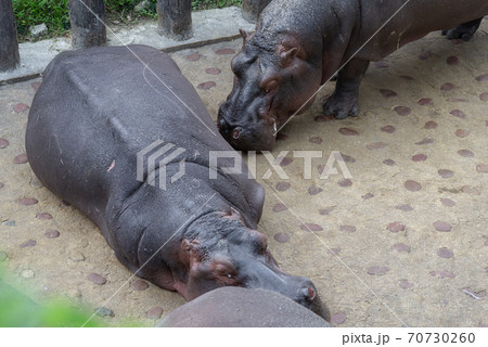 動物 動物学 野生動物 70730260