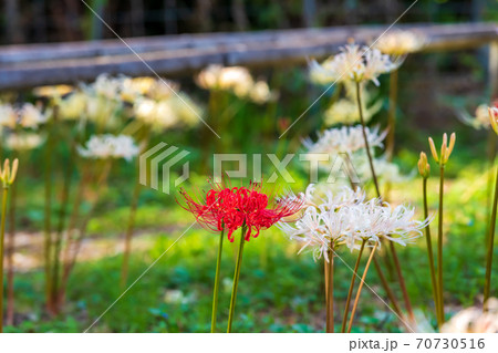 赤い曼珠沙華の花 赤い曼珠沙華の花 70730516