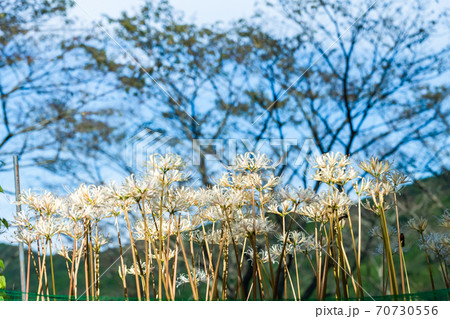 白い曼珠沙華の花 70730556