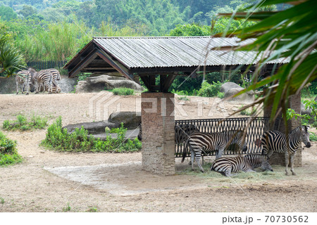 動物 動物学 台北 70730562
