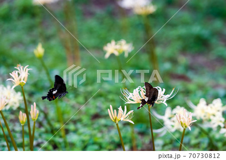 黒いアゲハ蝶と白い曼珠沙華 70730812