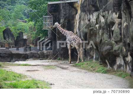 動物 動物学 台北 70730890