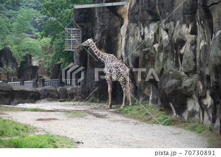 動物 動物学 台北 70730891