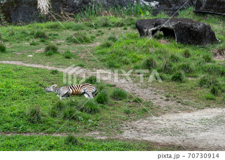 動物 動物学 台北 70730914