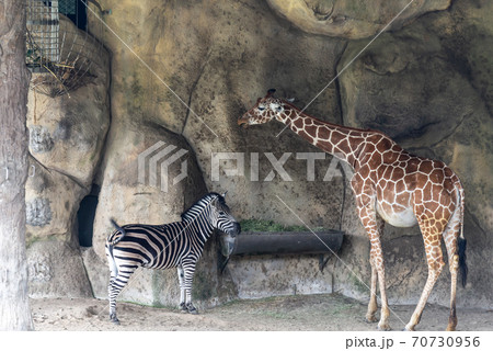 動物 動物学 台北 70730956