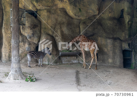 動物 動物学 台北 70730961