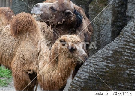 動物 動物学 台北 70731417