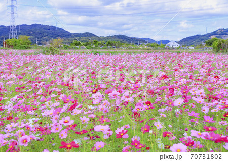満開の志方町コスモス畑 70731802