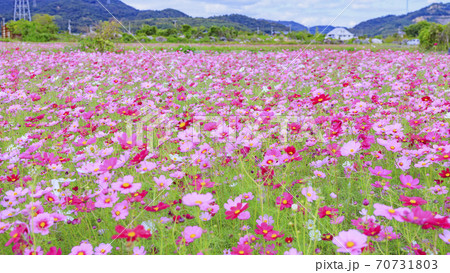 満開の志方町コスモス畑 70731803