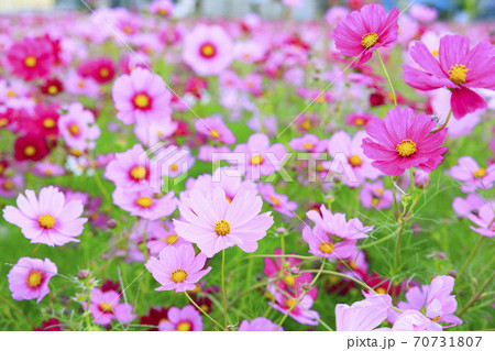 満開の志方町コスモス畑 満開の志方町コスモス畑 70731807