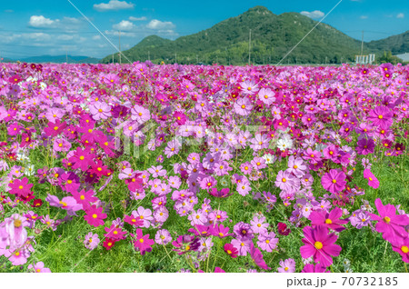 透けるコスモスの花びら 70732185