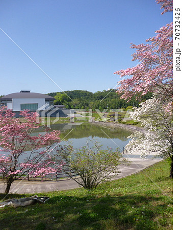 五條市 上野公園に咲くナハミズキとシダーアリーナ 70732426