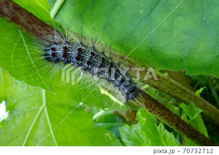 Lymantria dispar caterpillars move in forest. Lymantria dispar caterpillars move in forest. 70732712