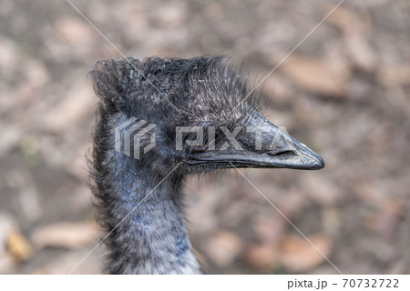 可愛い動物 かわいい動物 鳥 70732722