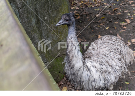 可愛い動物 かわいい動物 鳥の写真素材