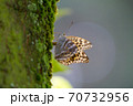 産卵中のヒョウモンチョウ 70732956