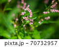 イヌタデ 70732957