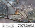 百舌 70732958