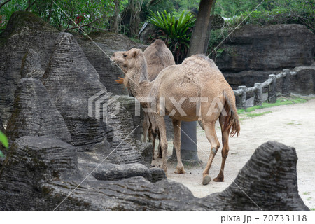 動物 動物学 台北 70733118